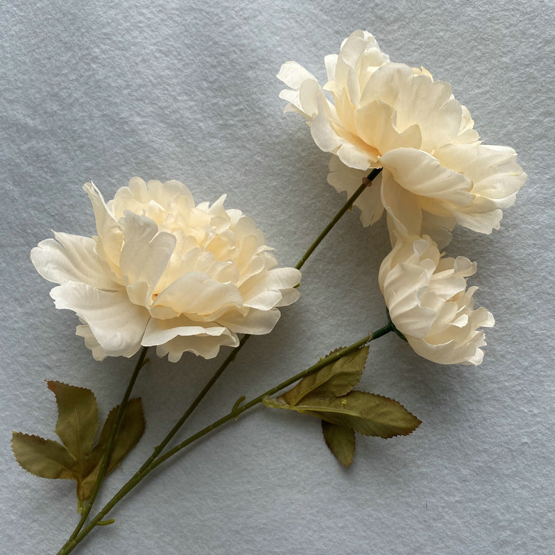 P0016 Kazino Peony