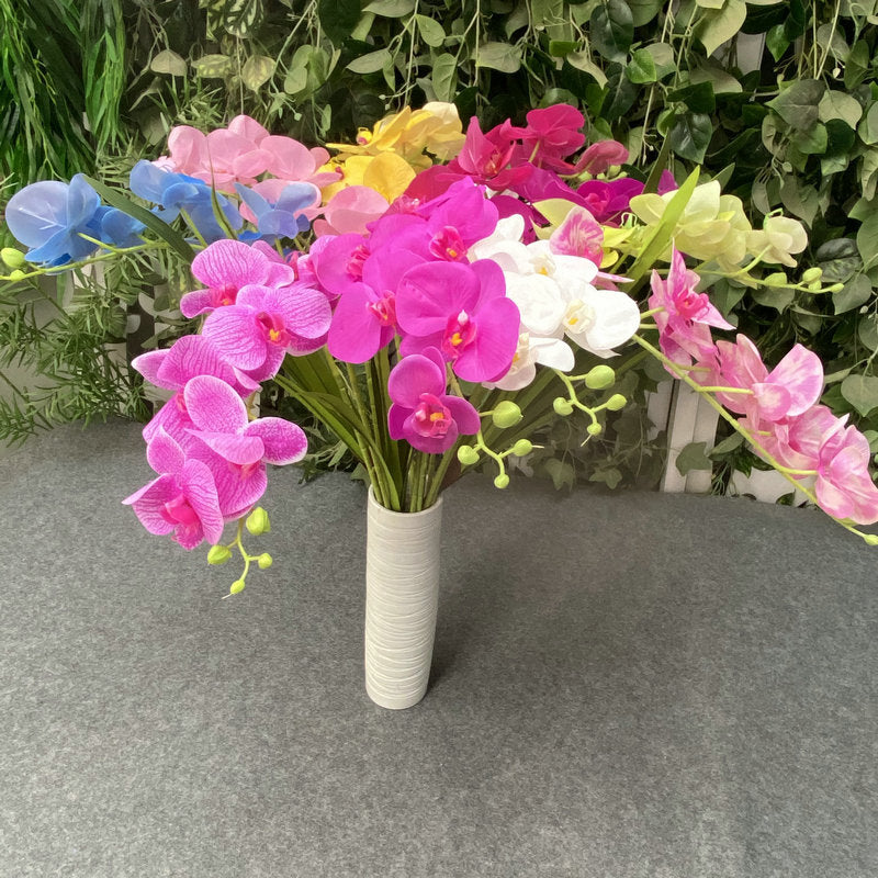 O0008 New single nine-headed Phalaenopsis