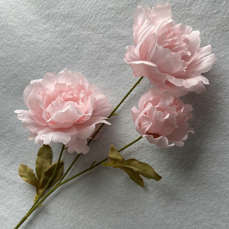 P0016 Kazino Peony