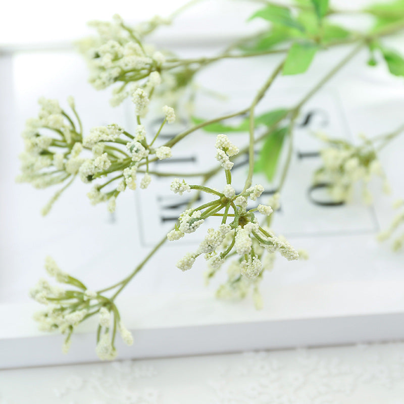 babysbreath023