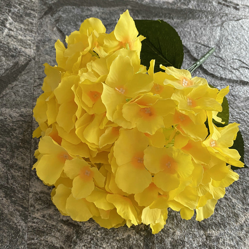 H0024 Hydrangea