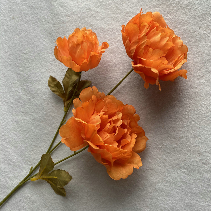 P0016 Kazino Peony
