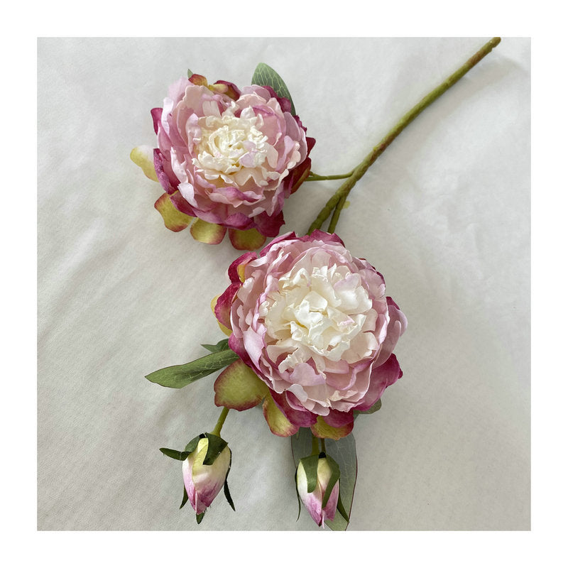 P0033 Peony