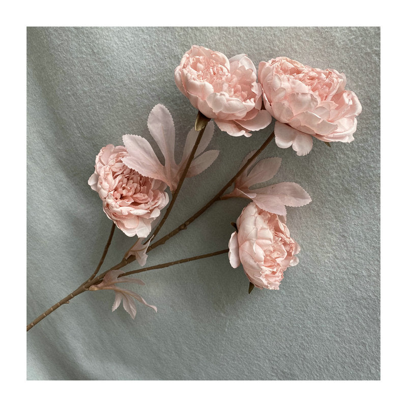 P0037 Four-headed Imperial Peony