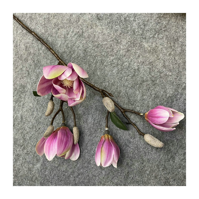 O0011 magnolia phalaenopsis