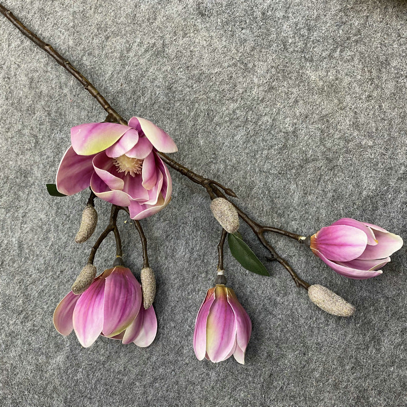 O0011 magnolia phalaenopsis