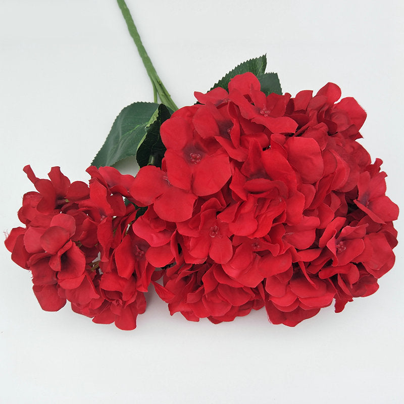 H0031 Hydrangea