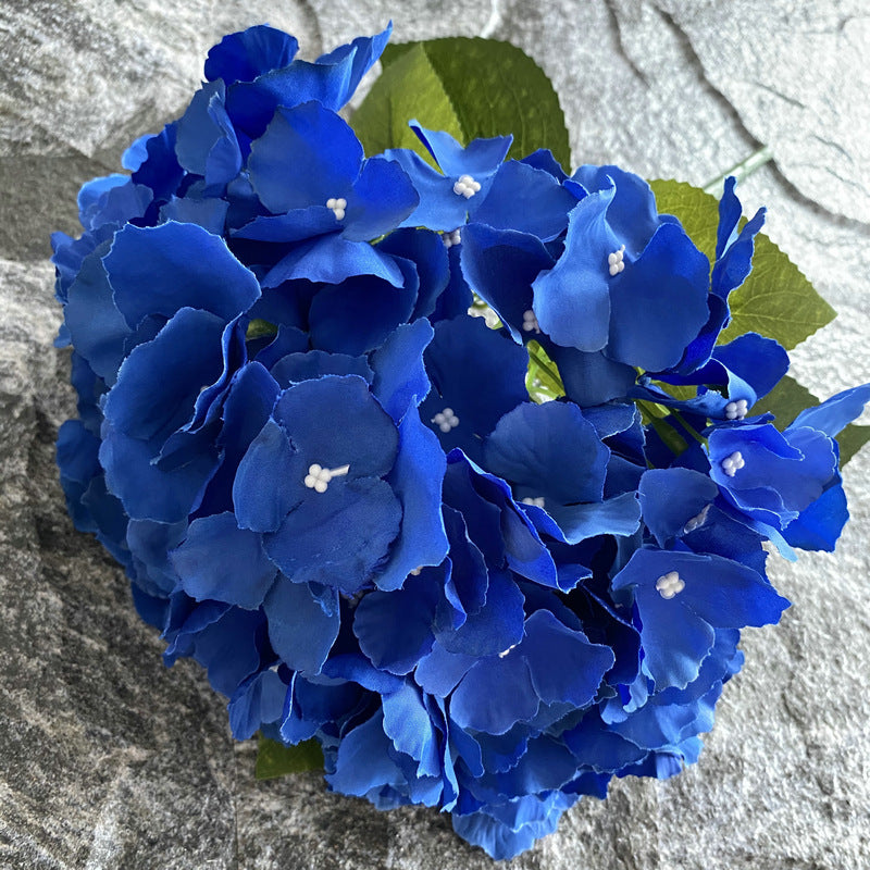 H0024 Hydrangea
