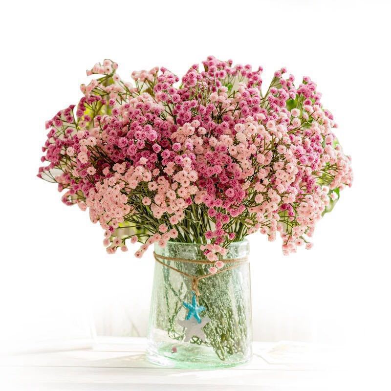 babysbreath013