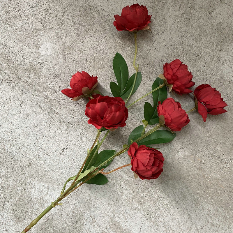 P0018 Seven-headed Peony