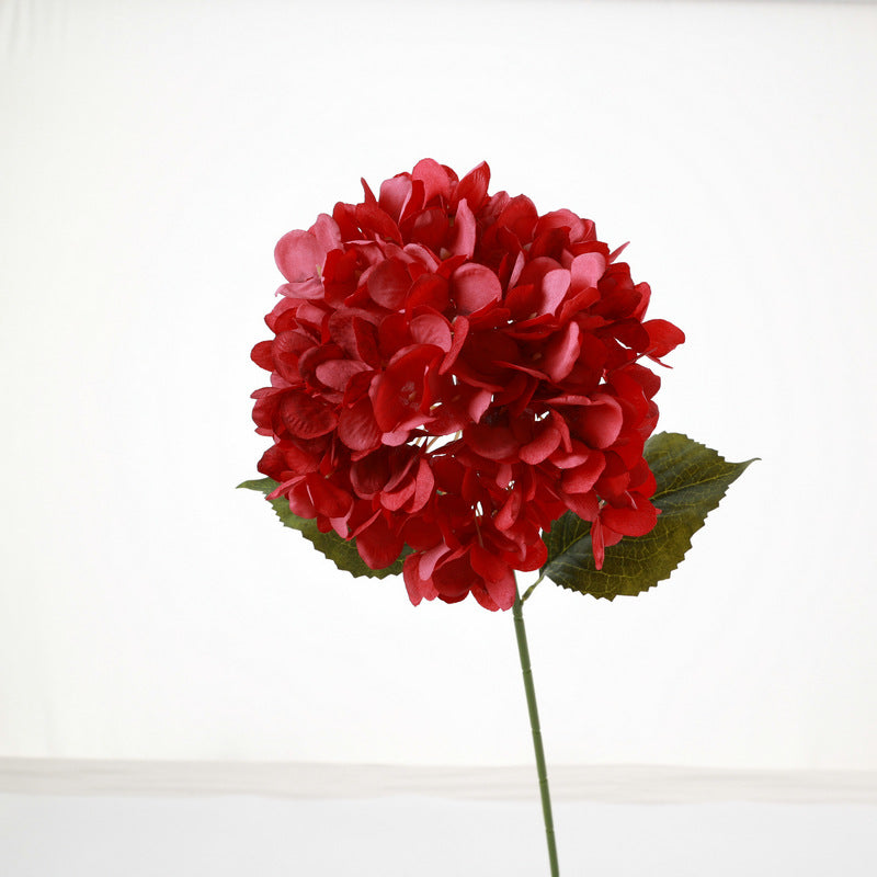 H0040 Hydrangea