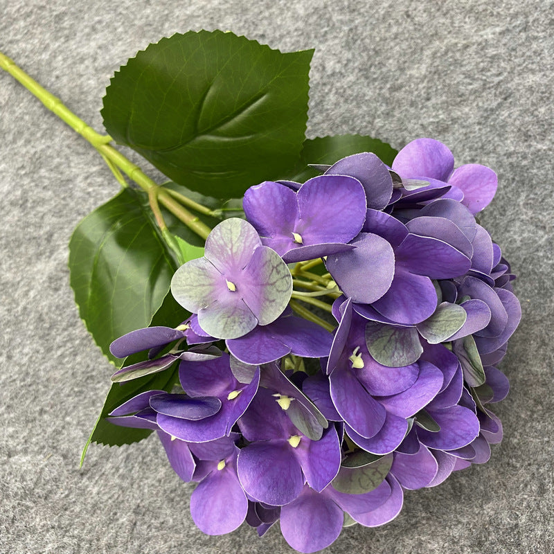 H0037 Hydrangea