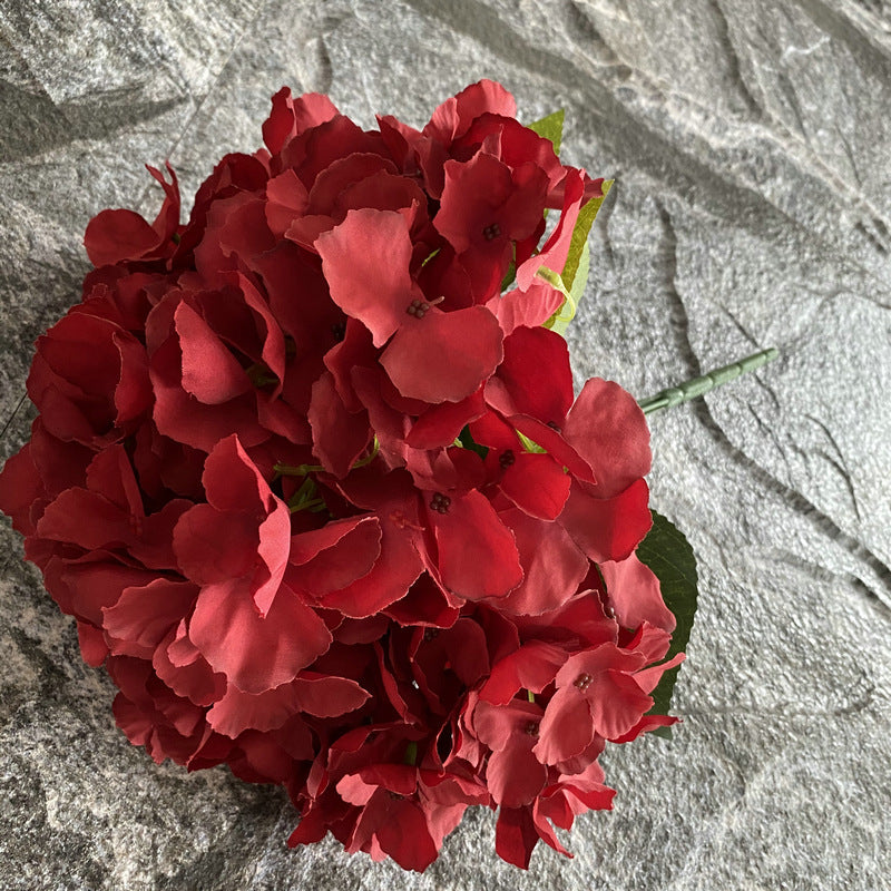 H0024 Hydrangea