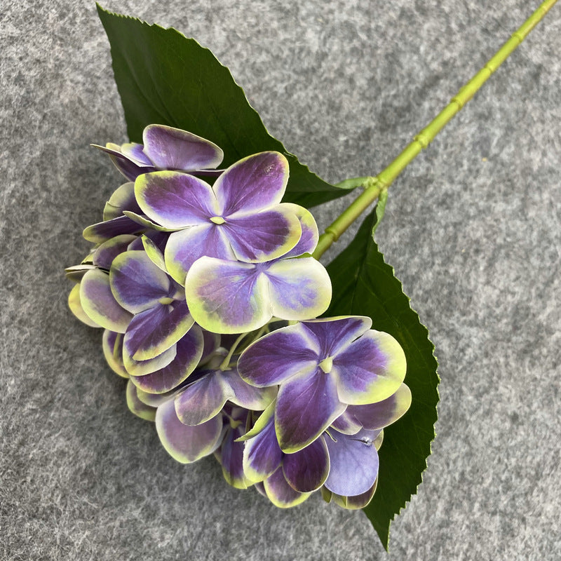 H0048 Hydrangea