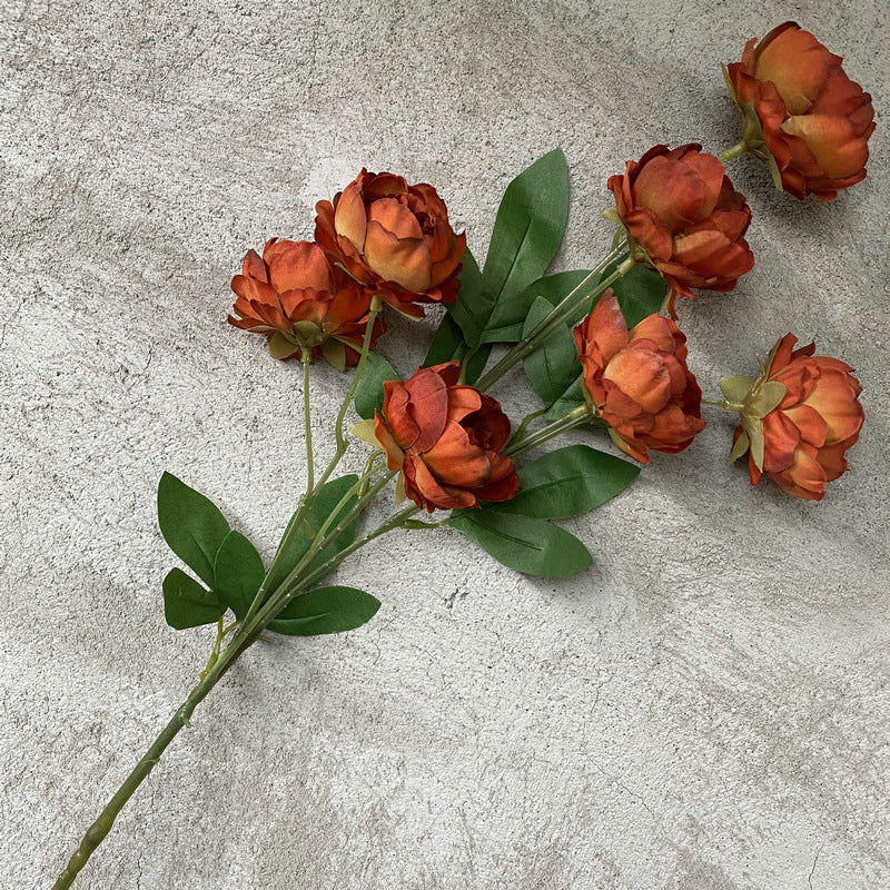 P0018 Seven-headed Peony