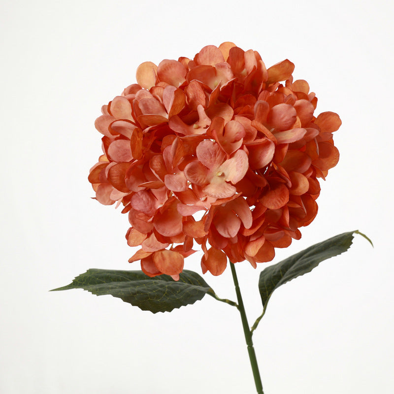 H0040 Hydrangea