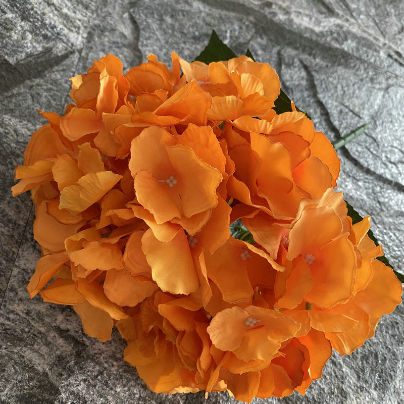 H0024 Hydrangea