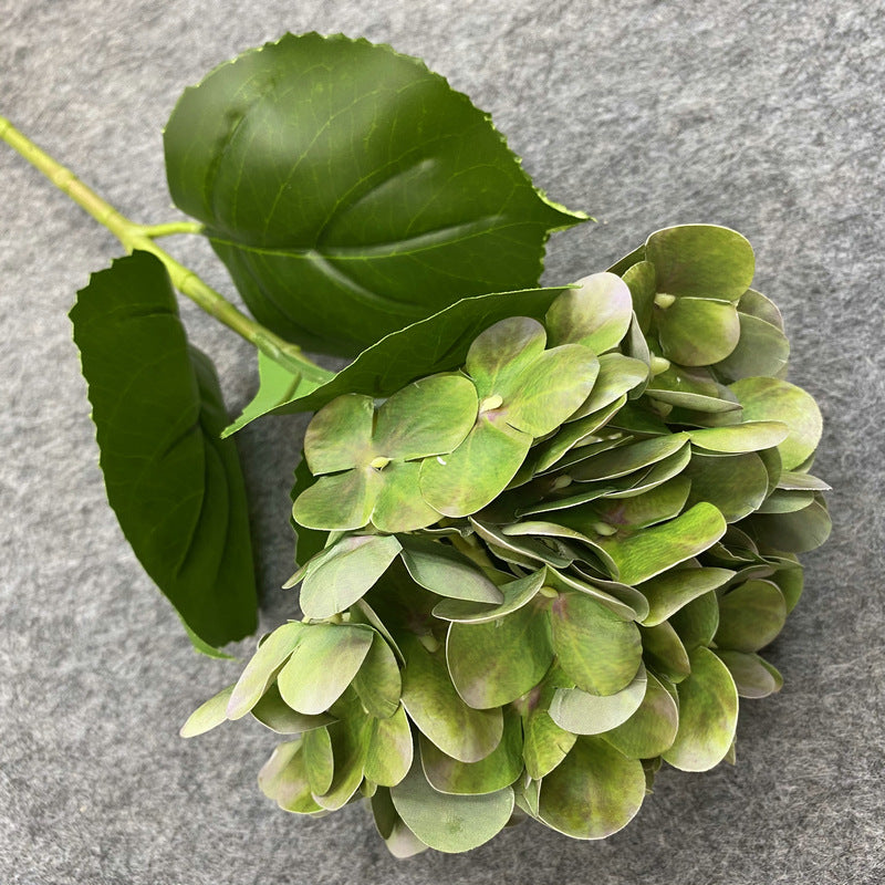H0037 Hydrangea