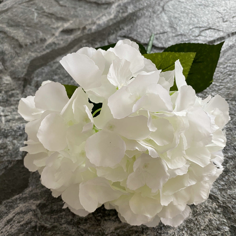 H0024 Hydrangea