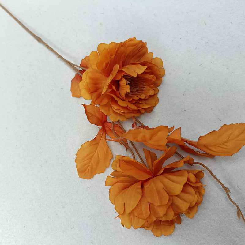 P0043 Peony