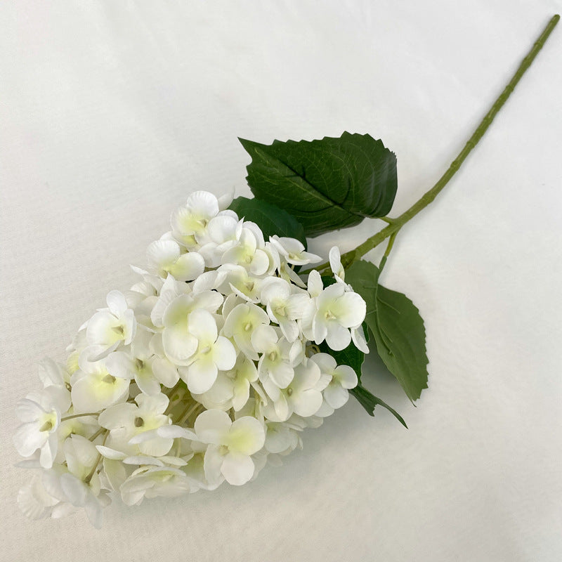 H0042 Hydrangea