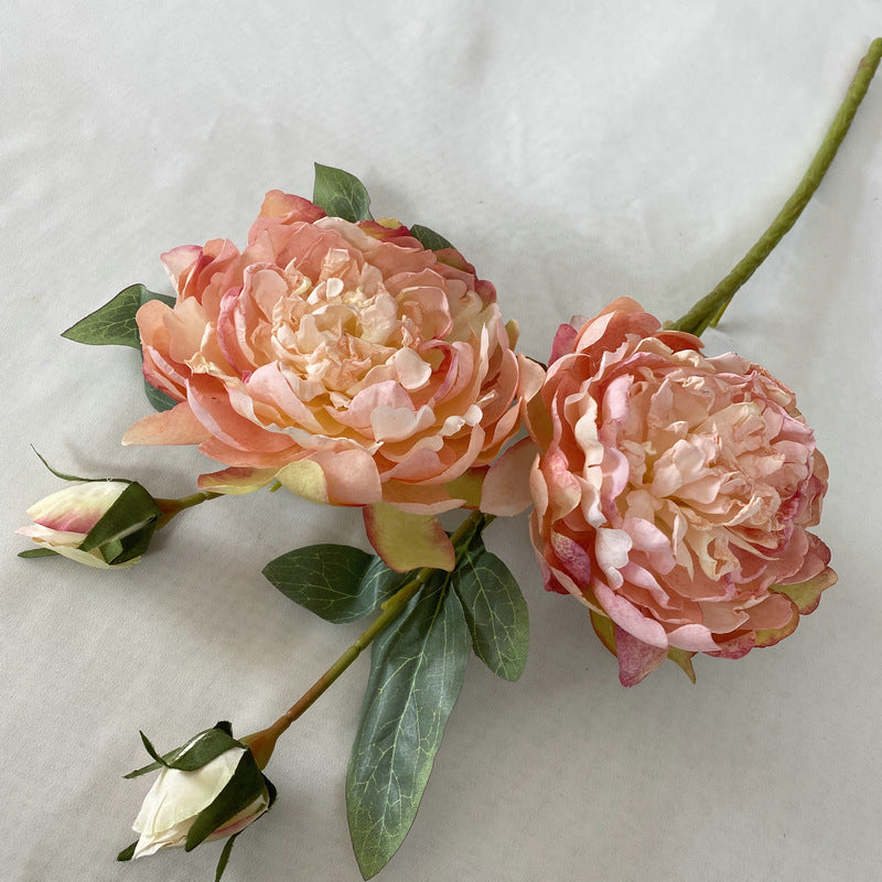 P0033 Peony