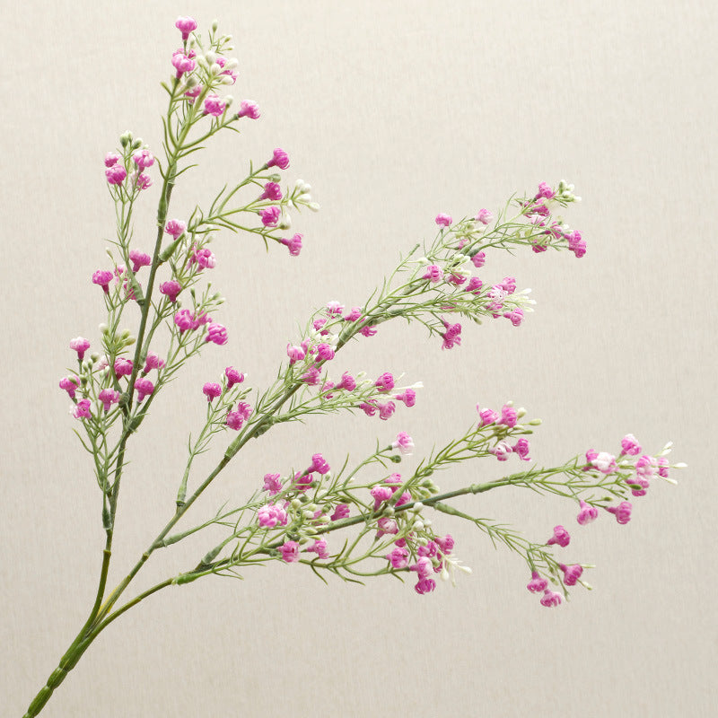 babysbreath016