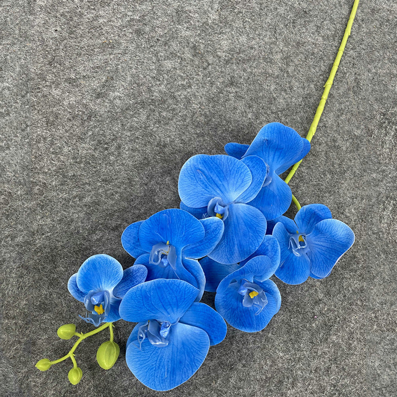 O0008 New single nine-headed Phalaenopsis