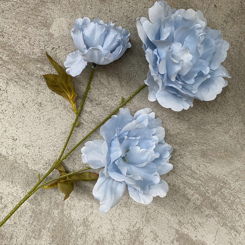 P0016 Kazino Peony