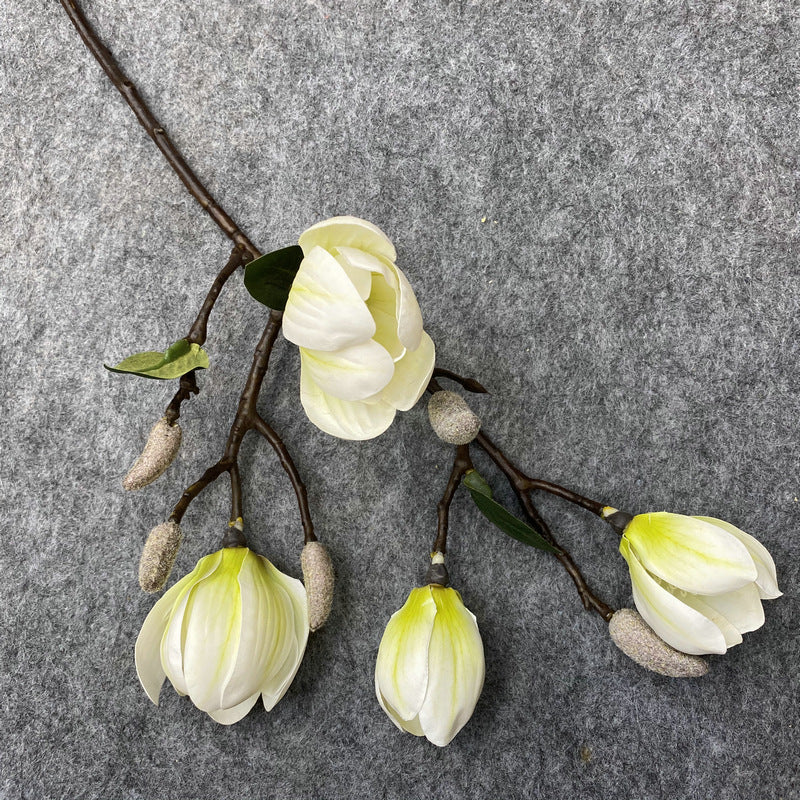 O0011 magnolia phalaenopsis