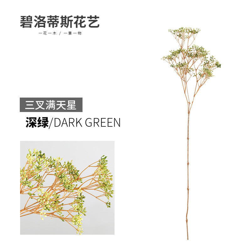 gypsophila paniculata 01