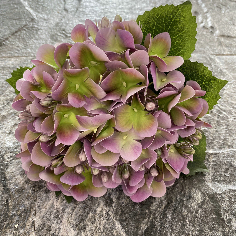 H0044 Hydrangea