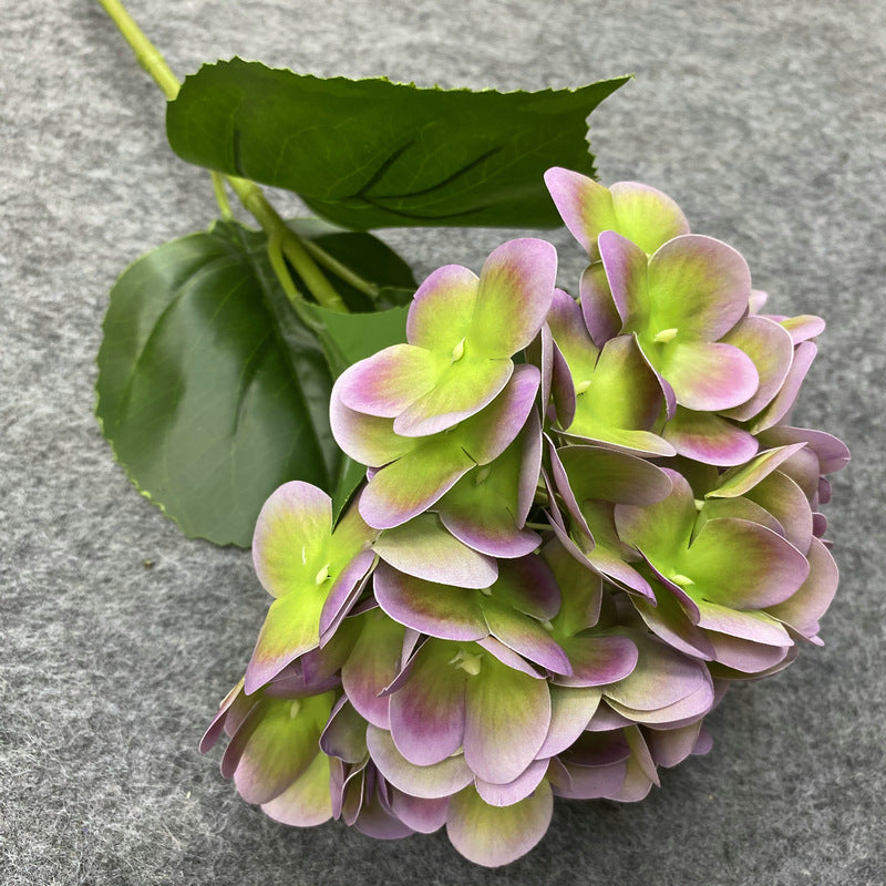 H0037 Hydrangea