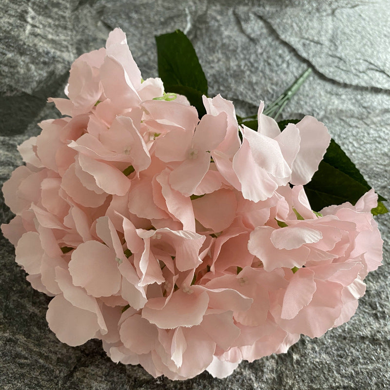 H0024 Hydrangea