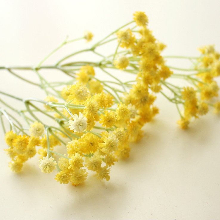 babysbreath013