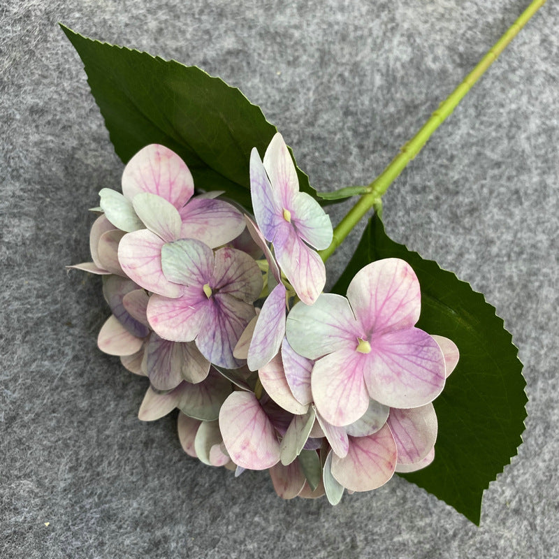 H0048 Hydrangea