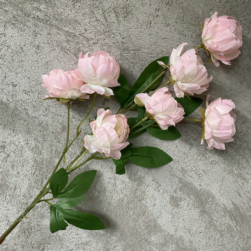 P0018 Seven-headed Peony