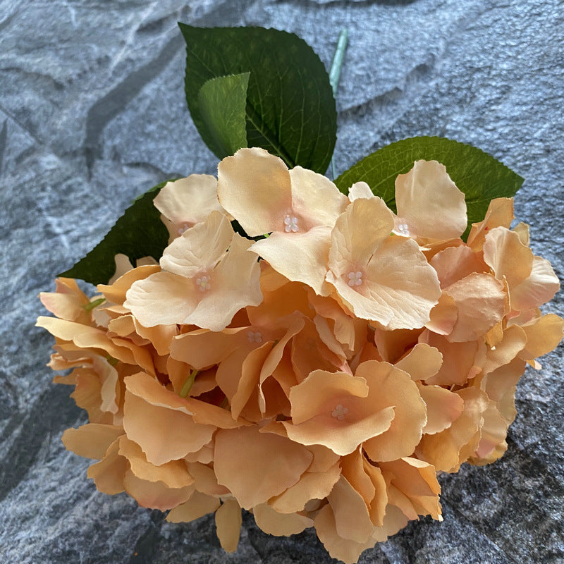 H0024 Hydrangea