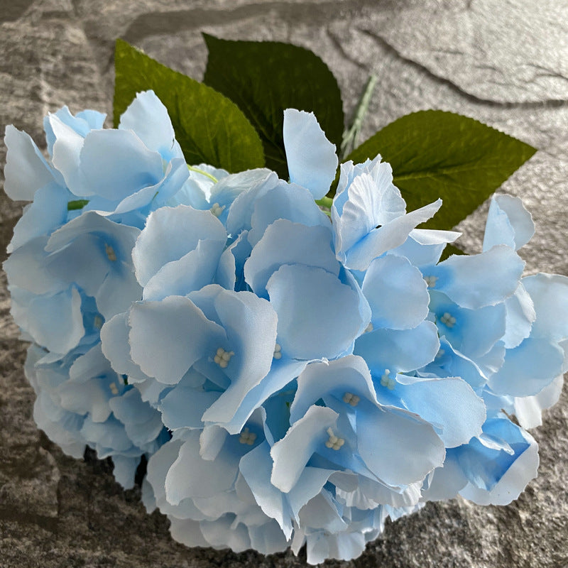 H0024 Hydrangea