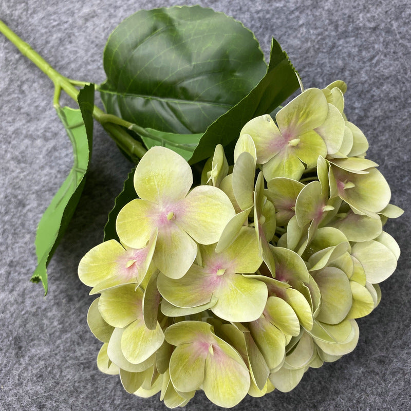 H0037 Hydrangea