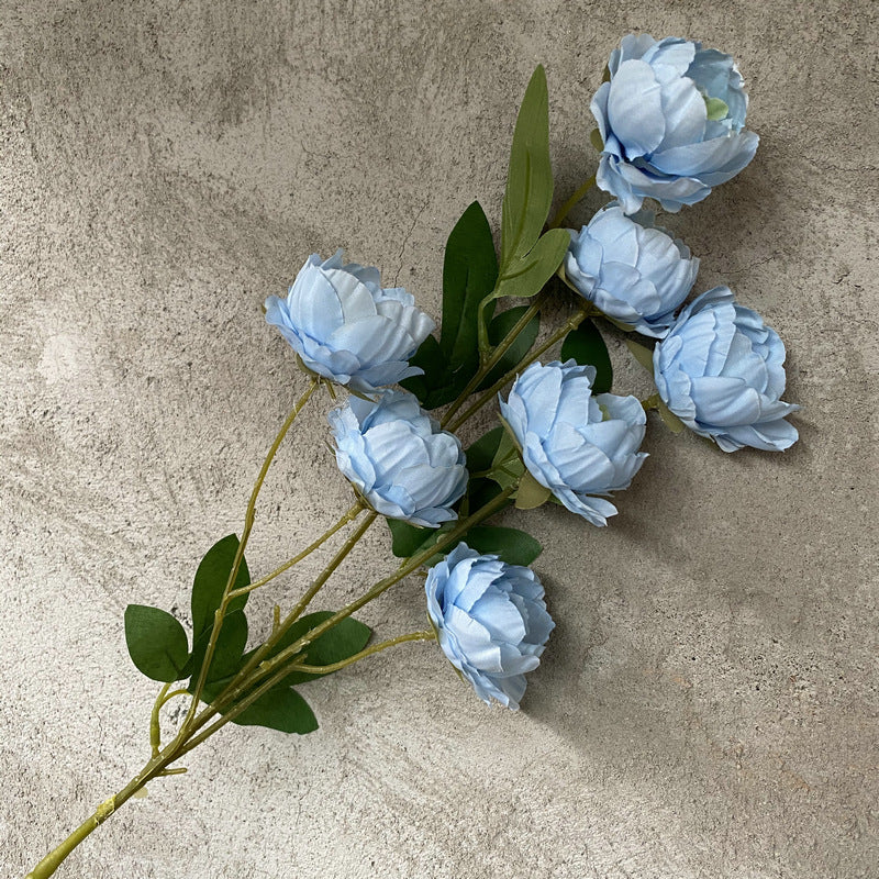P0018 Seven-headed Peony