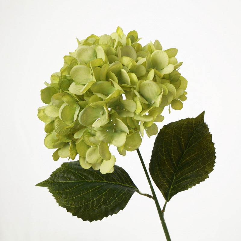 H0040 Hydrangea