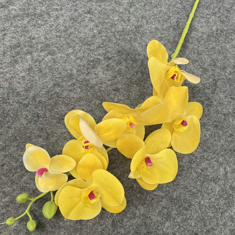 O0008 New single nine-headed Phalaenopsis