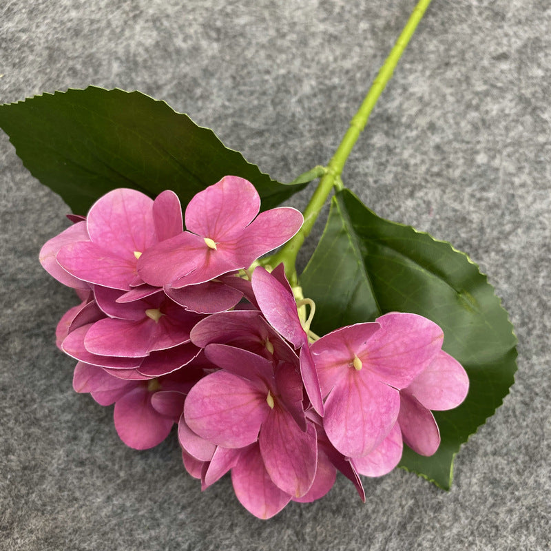 H0048 Hydrangea