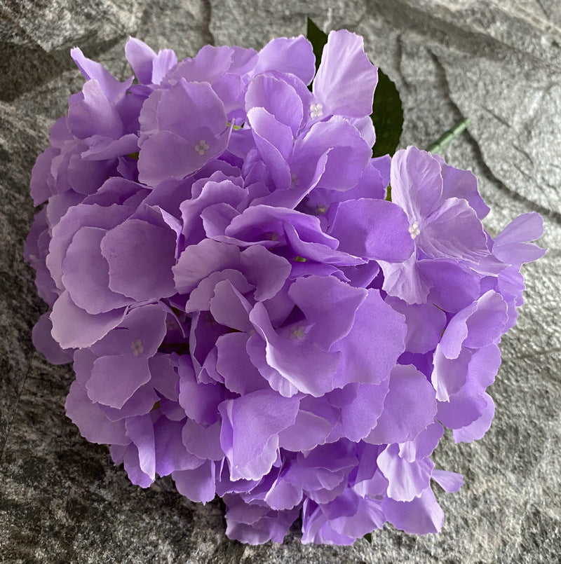 H0024 Hydrangea