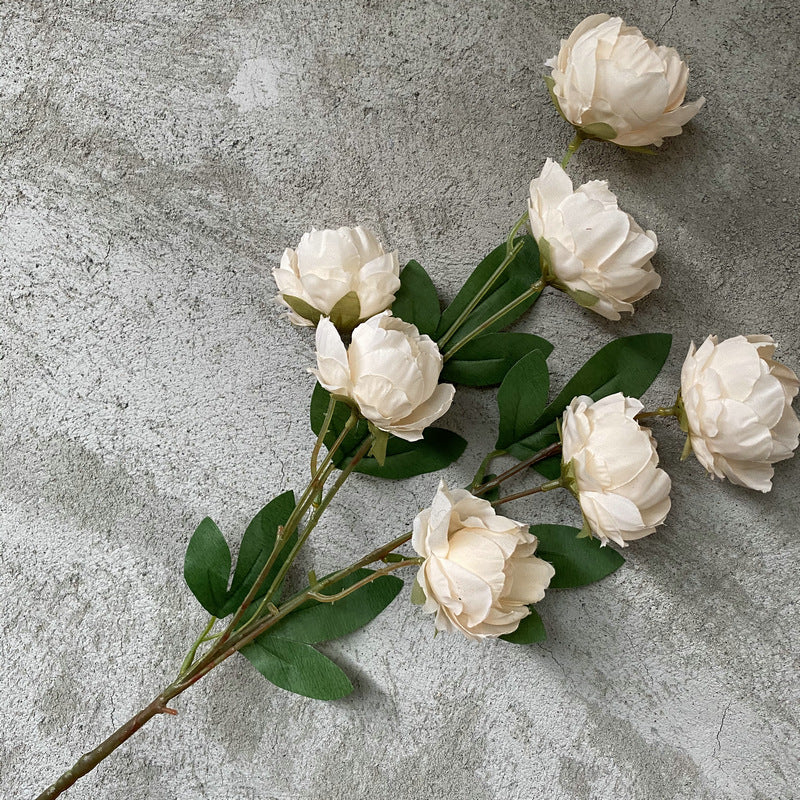P0018 Seven-headed Peony