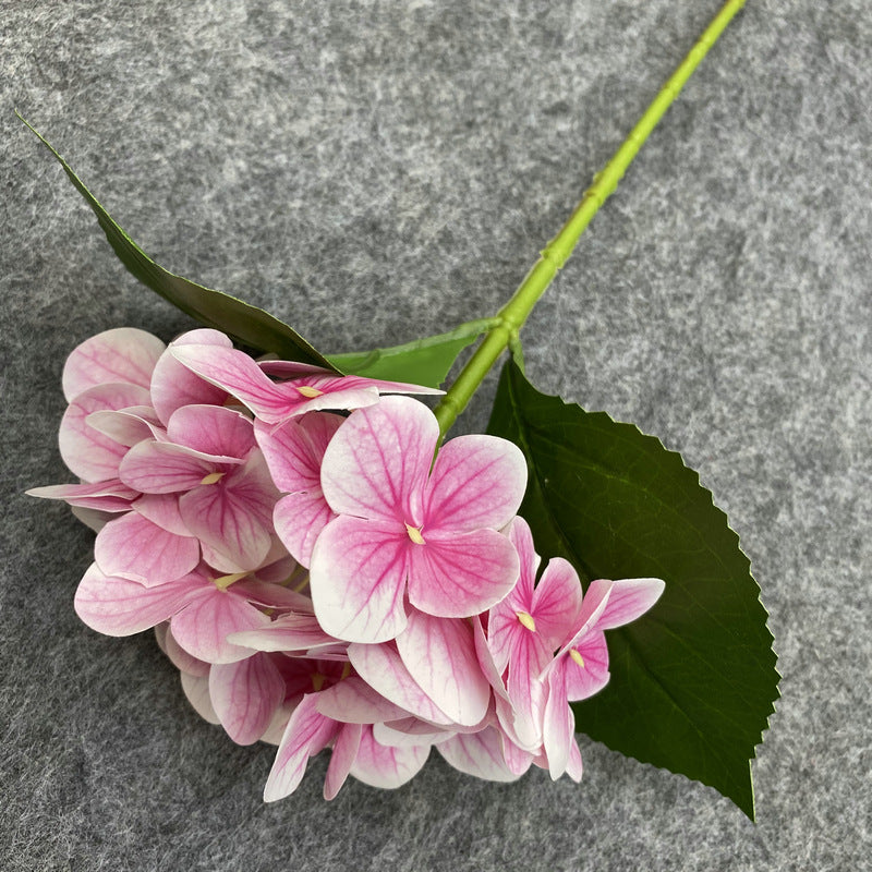 H0048 Hydrangea
