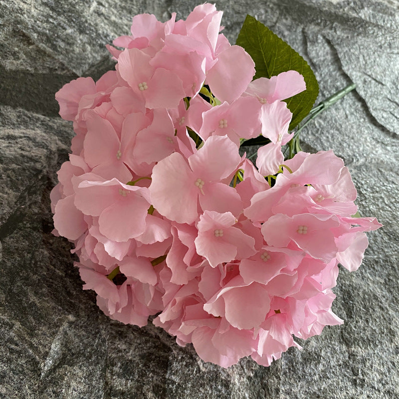 H0024 Hydrangea