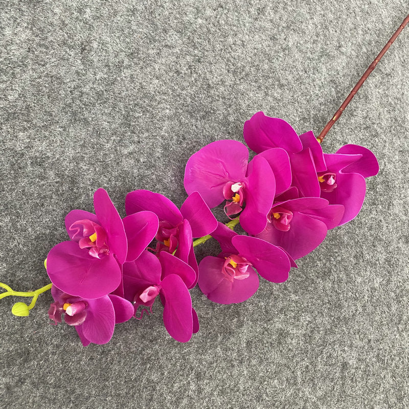 O0008 New single nine-headed Phalaenopsis
