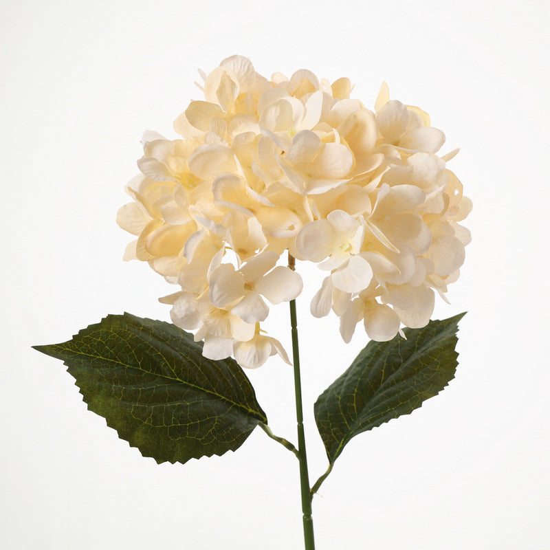H0040 Hydrangea